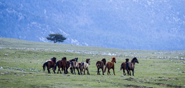 Yılkı atları turistlerin ilgi odağı oldu