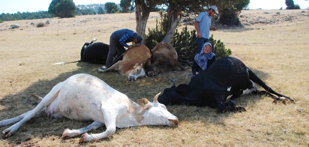 Tarım Kredi’den inekleri telef olan çifte sigorta hediyesi