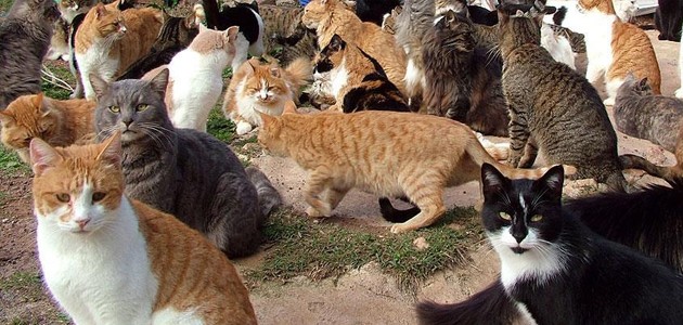 Yüzlerce kediye kuş gribi karantinası