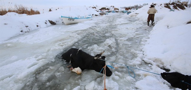 Konya’da donan göle düşen inek iple kurtarıldı