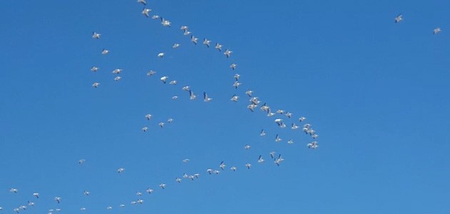 Pelikanların göç yolunda gökyüzü dansı