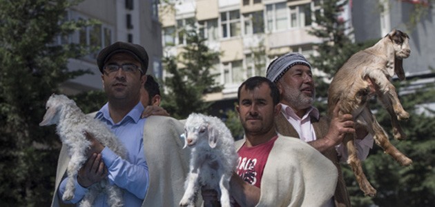 Ankara’nın merkezine ’koyun sürüsü’ indi