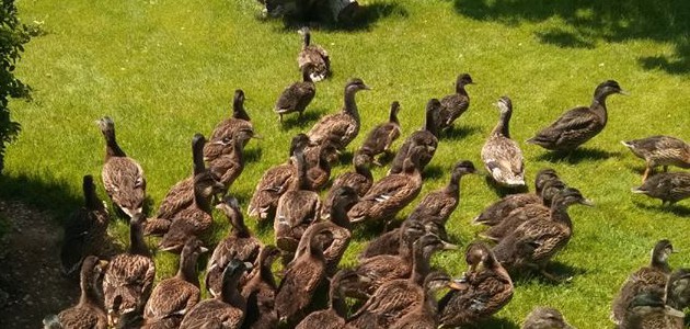 Karatay’da doğaya 75 ördek salındı