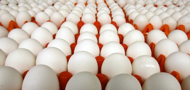 Yumurtada kuş gribi iddialarına yalanlama