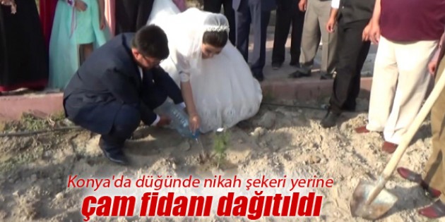 Konya’da düğünde nikah şekeri yerine çam fidanı dağıtıldı