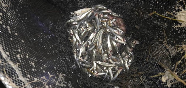 Konya’da balık kurtarma operasyonu