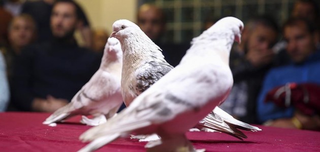 Saf Anadolu ırkı şebap güvercinleri Ankara’da yarıştı