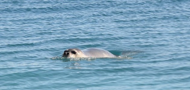 Konyaaltı Plajı’nda ’Akdeniz foku’ heyecanı yaşandı