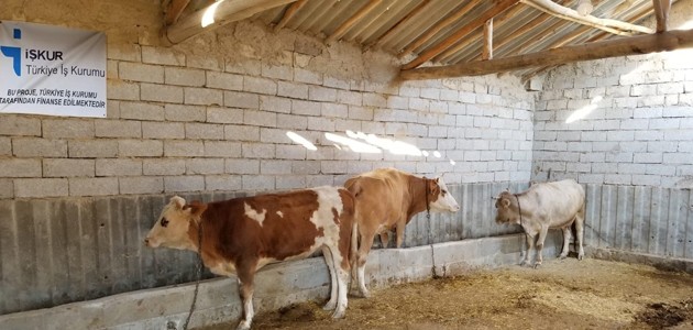 Konya’da hükümlüler “süt inekçiliği” projesi ile meslek ediniyor