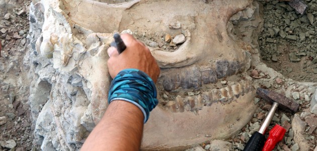 “Omurgalı Fosil Lokalitesi“nden bu yıl 140 fosil çıktı