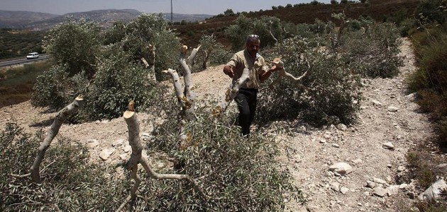 Yahudi yerleşimcilerden Filistinlilerin zeytin ağaçlarına saldırı