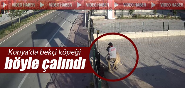 Konya’da bekçi köpeğinin çalınması güvenlik kamerasında