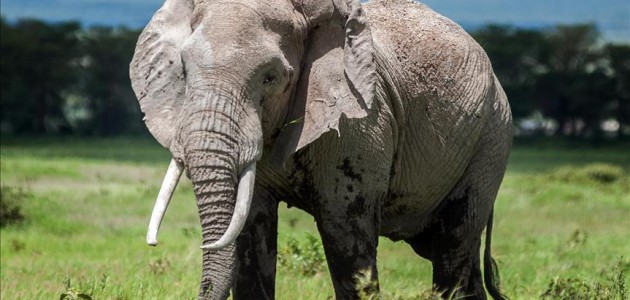 Kenya’da 3 ayda 26 fil öldü