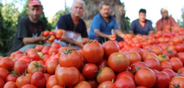 Rusya Türkiye’den domates ithalatını 2 kat artırıyor