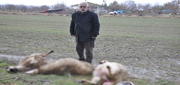 Konya’da başıboş köpekler koyun ağılına saldırdı