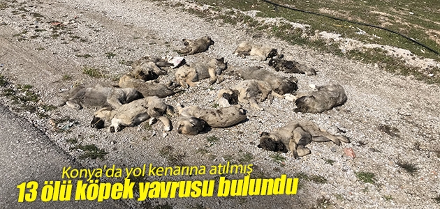 Konya’da yol kenarına atılmış 13 ölü köpek yavrusu bulundu