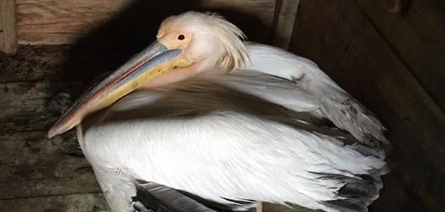 Yaralı pelikan koruma altına alındı