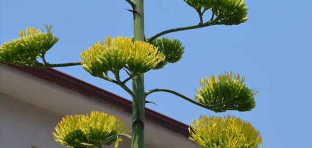 Agave bitkisi 20 yıl sonra çiçek açtı