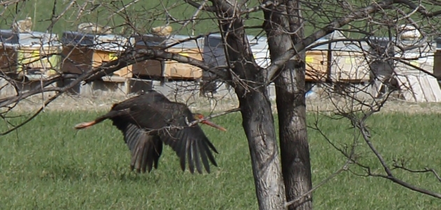 Konya'da konaklayan halkalı kara leylek gözlemleniyor 