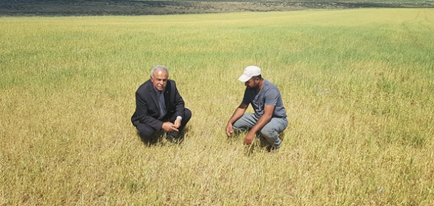 Konya’da kuraklıktan dolayı ekili alanlar kuruyor