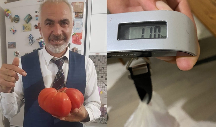 Dev domates görenleri şaşırtıyor! Ağırlığı 1 kilo 100 gram