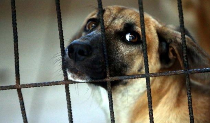 Güney Kore’de köpek eti yasağı gündemde