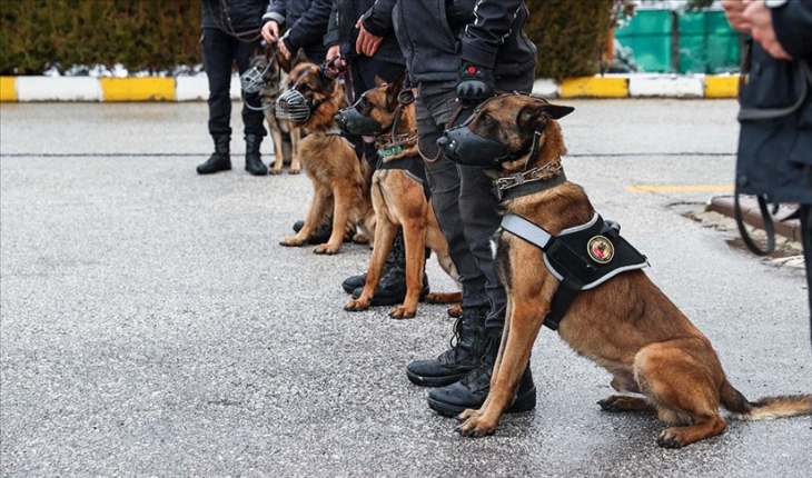 Operasyonların 'gizli kahramanı' dedektör köpekler