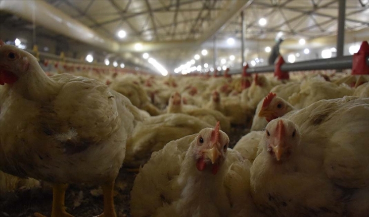 Malezya tavuk ihracatını askıya aldı