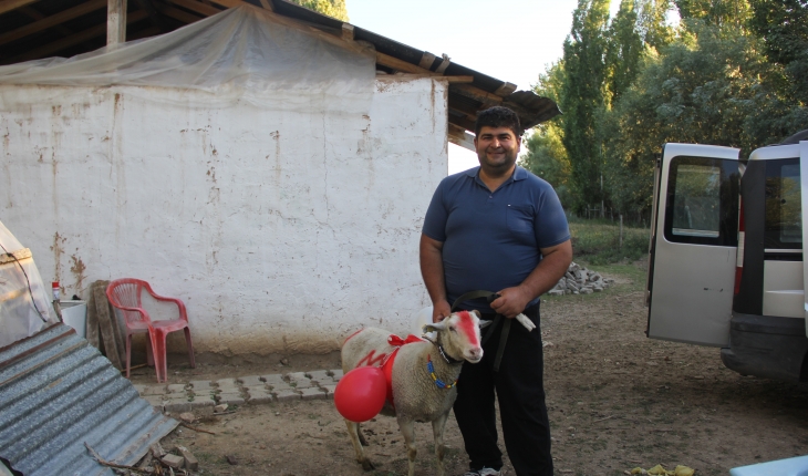 Sivas’ta nişanlı kızın evine kurbanlık koç götürme geleneği yaşatılıyor