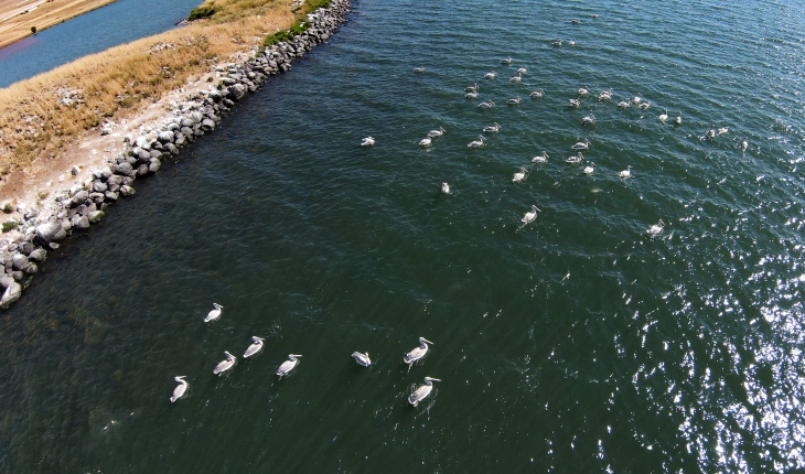 Nesli tehlike altındaki tepeli pelikanlar Aktaş’ta üreyip Çıldır’da besleniyor