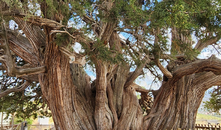 Konya’daki anıt ardıç ağacı tarihe tanıklık ediyor