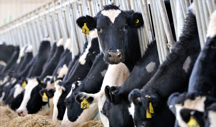 Süt üreticilerine verilecek çiğ süt desteğine ilişkin esaslar belli oldu