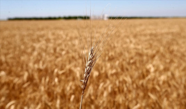 Ukrayna’ya taşınan tahıl miktarı 17 milyon 254 bin tonu geçti