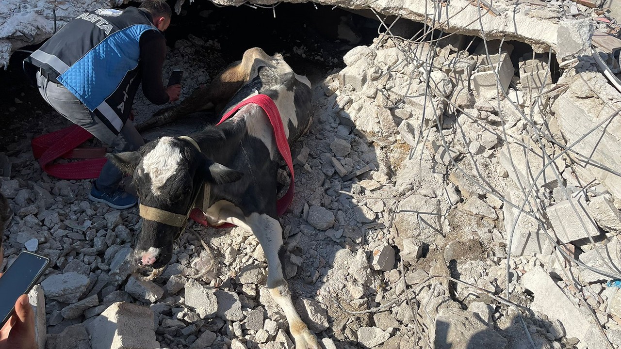 Hatay’da enkazda kalan inek 17 gün sonra kurtarıldı