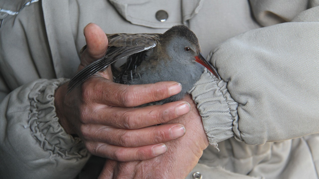 Beyşehirli Balıkçılar limanda  çulluk kuşu buldu