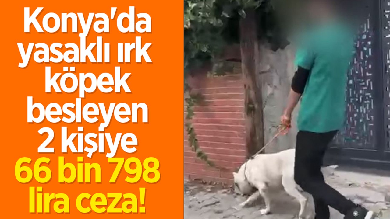 Konya'da yasaklı ırk köpek besleyenlere 66 bin 798 lira ceza 