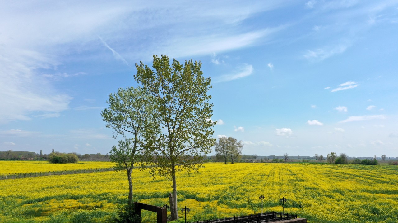 153 bin dekara ekilen kanola, çiçeklenme döneminde tarlaları sarıya boyadı