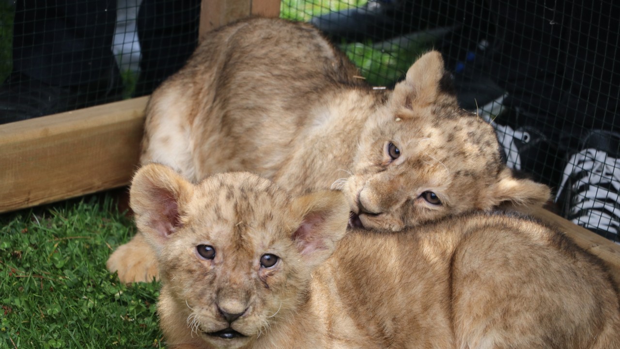 Cumhurbaşkanı Erdoğan'a hediye edilen aslanların dünyaya gelen yavruları tanıtıldı