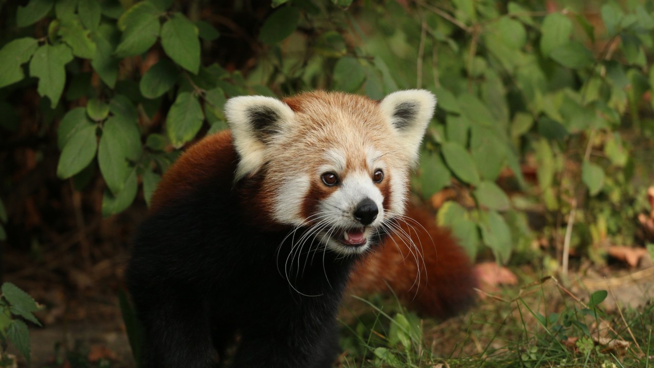 Erkek kızıl panda 