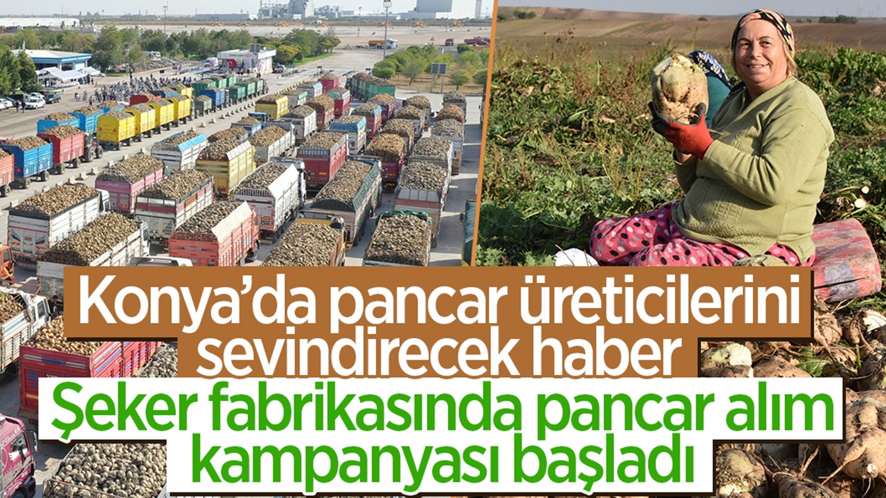Konya’da pancar üreticilerini sevindirecek haber! Pancar alım kampanyası başladı