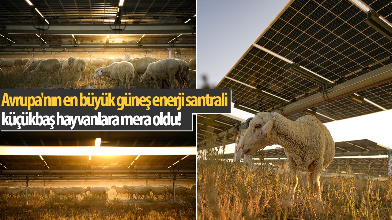 Avrupa'nın en büyük güneş enerji santrali  küçükbaş hayvanlara mera oldu!