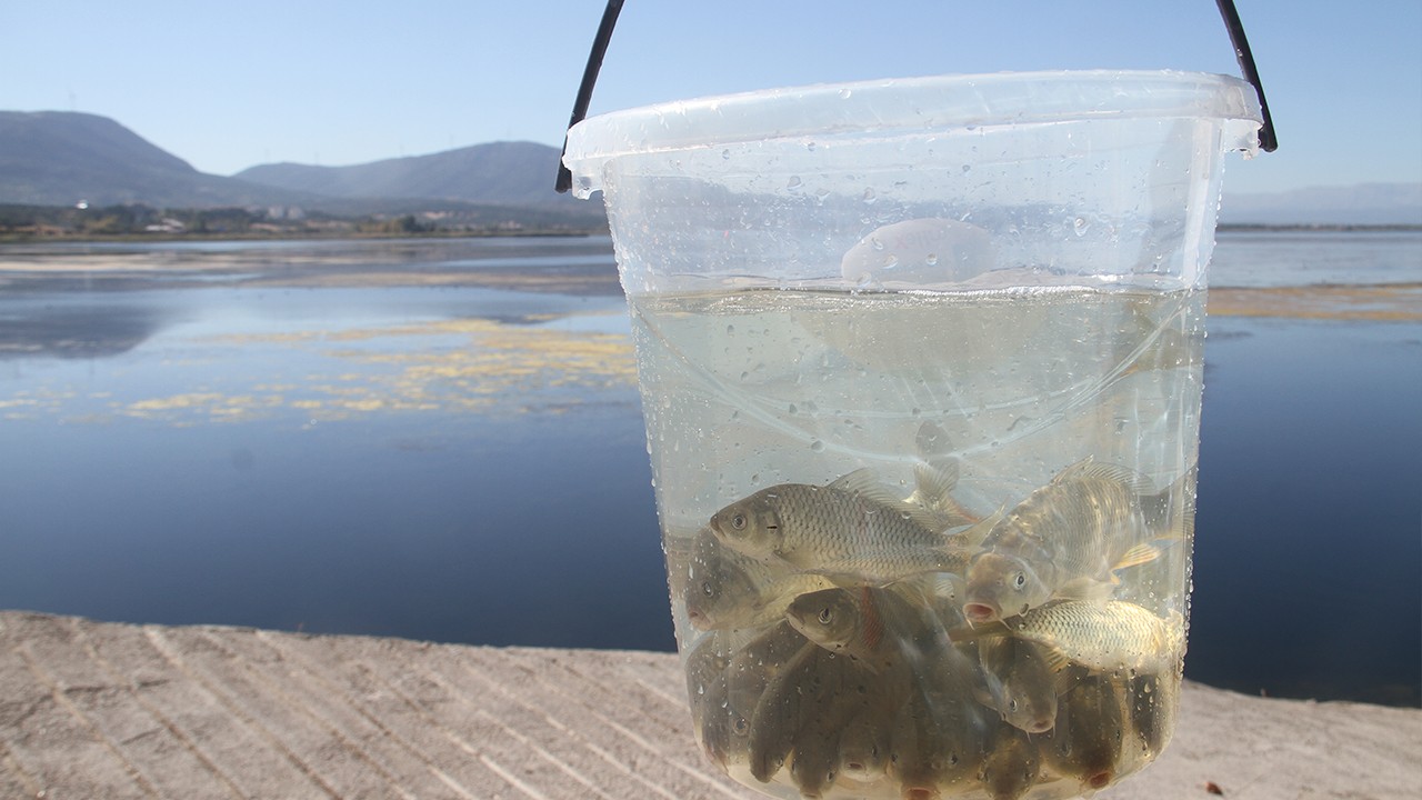 Beyşehir Gölü'ne 2 milyon tane yavru sazan balığı bırakıldı