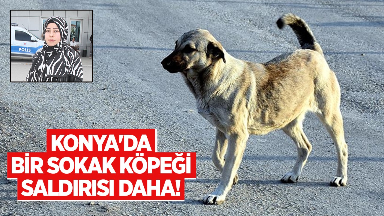 Konya’da bir sokak köpeği saldırısı daha! Genç kadının etrafını köpekler sardı