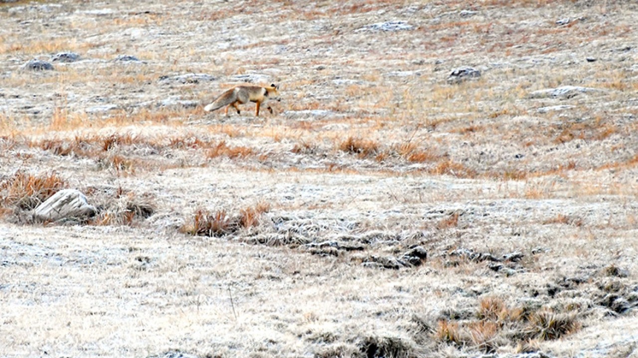 Kars, Ardahan ve Erzurum’da soğuk hava ve kırağı etkili oldu
