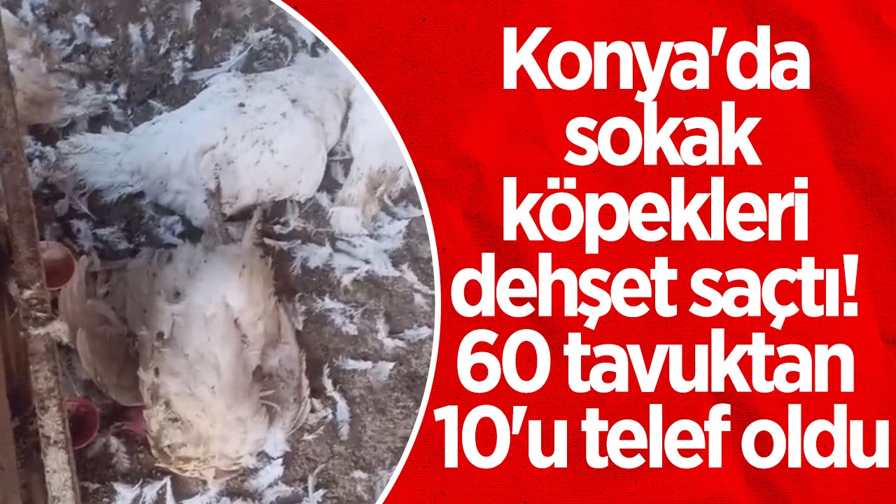 Konya'da sokak köpekleri dehşet saçtı! 60 tavuktan 10'u telef oldu