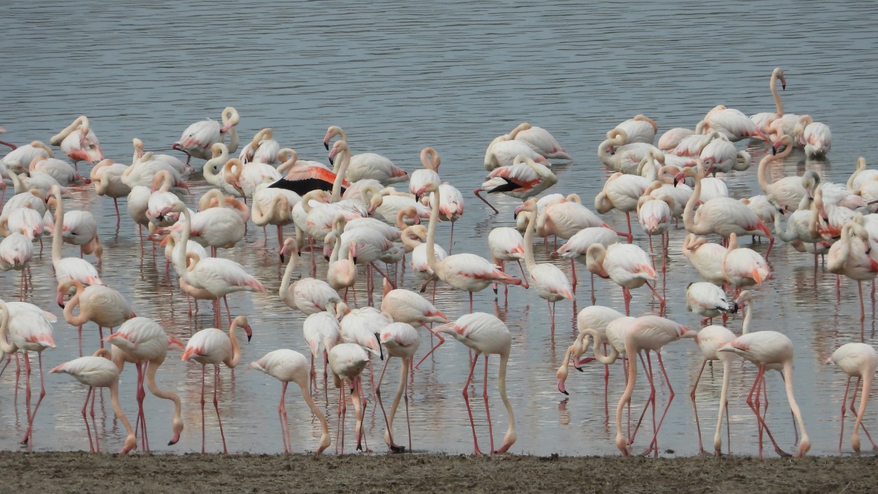 Kış mevsimi ılıman geçtiği için flamingolar Gelingüllü Barajı’na erken geldi