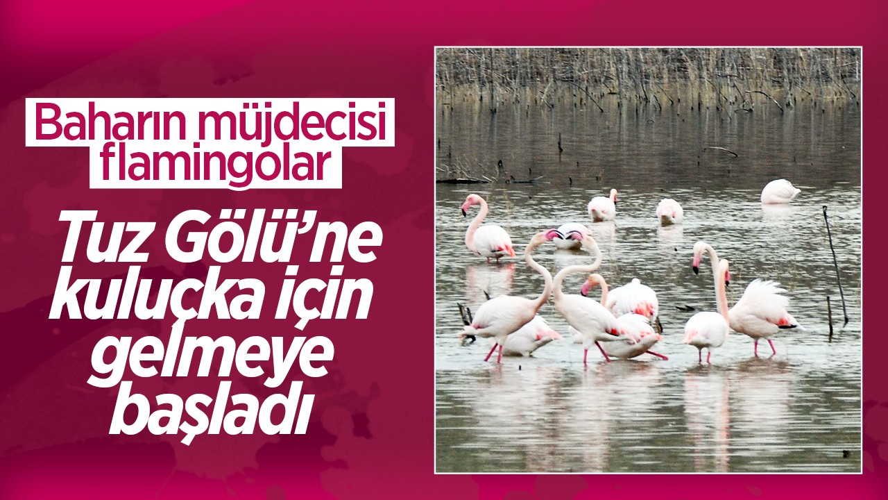 Baharın müjdecisi flamingolar, Tuz Gölü’ne kuluçka için gelmeye başladı 