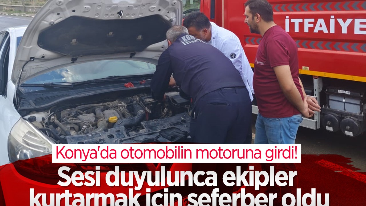 Konya'da otomobilin motoruna girdi!  Sesi duyulunca ekipler kurtarmak için seferber oldu