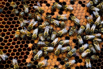 Bal dışındaki arı ürünleri de ülke ekonomisine 