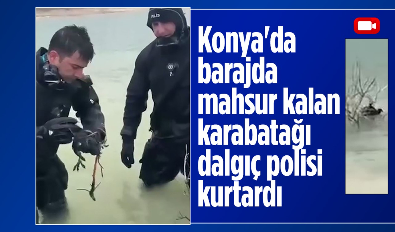 Konya'da barajda mahsur kalan karabatağı dalgıç polisi kurtardı